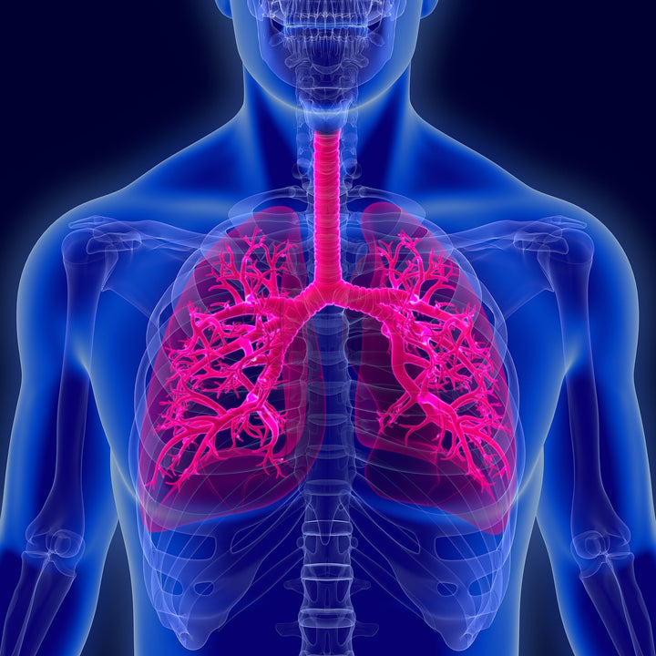 Respiratory Health: A Comprehensive Guide