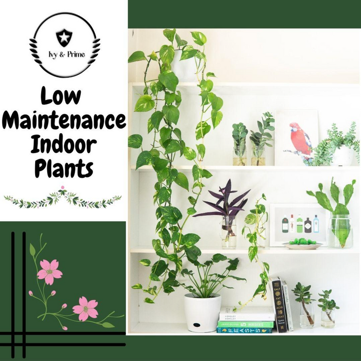 Low Maintenance Indoor Plants